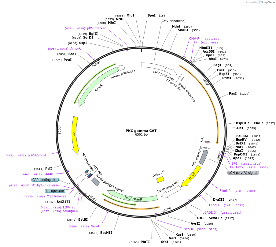 21238-plasmid-map-sequence-id-301930