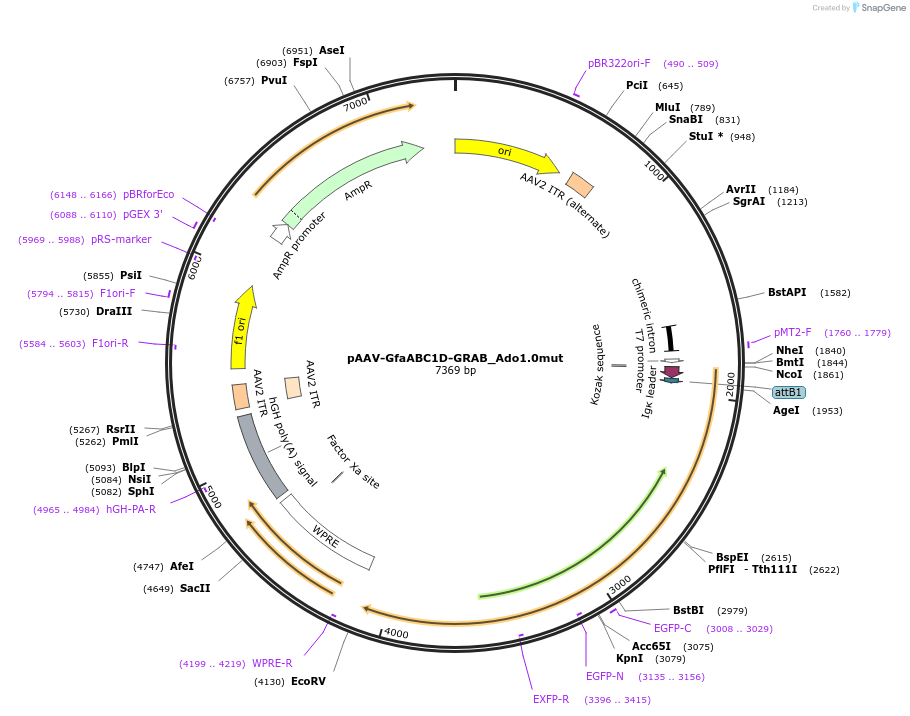 153290-plasmid-map-sequence-id-301932