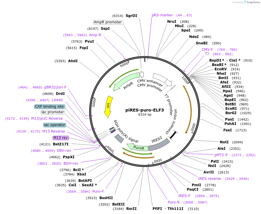 25728-plasmid-map-sequence-id-301933