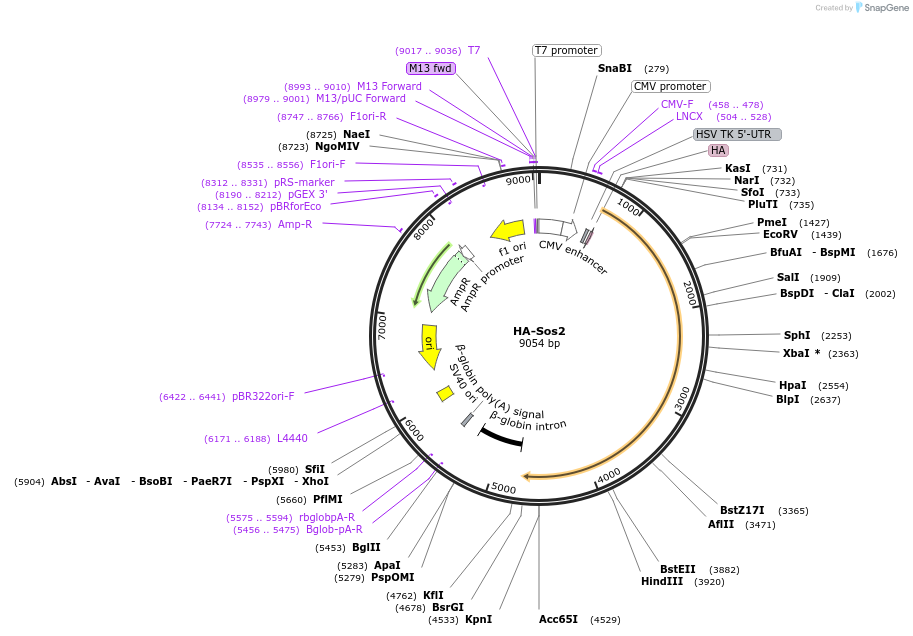 32921-plasmid-map-sequence-id-301934