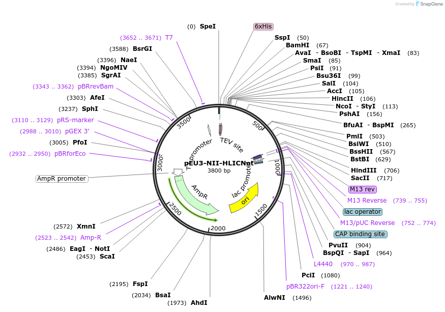 140181-plasmid-map-sequence-id-301957