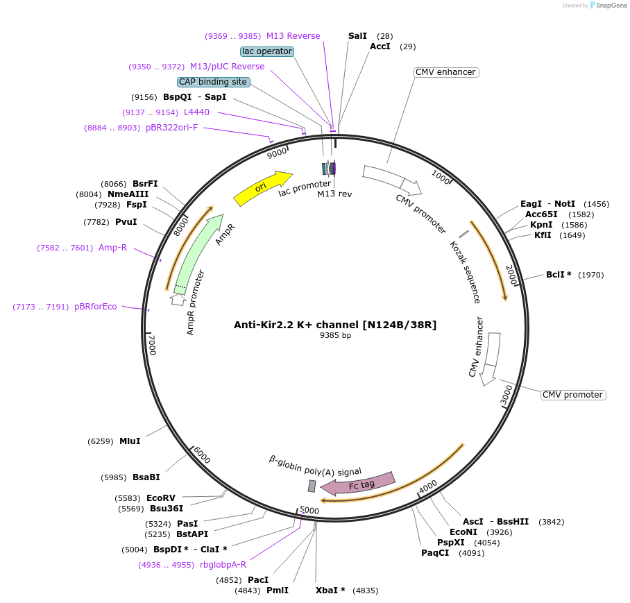 140074-plasmid-map-sequence-id-301962