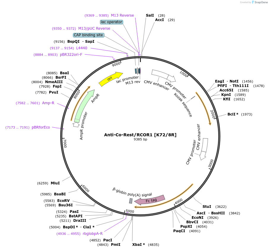 140066-plasmid-map-sequence-id-301971