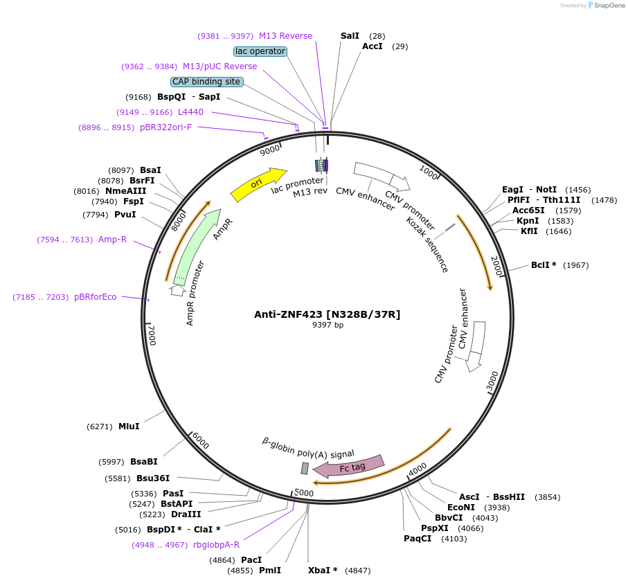 140077-plasmid-map-sequence-id-302009