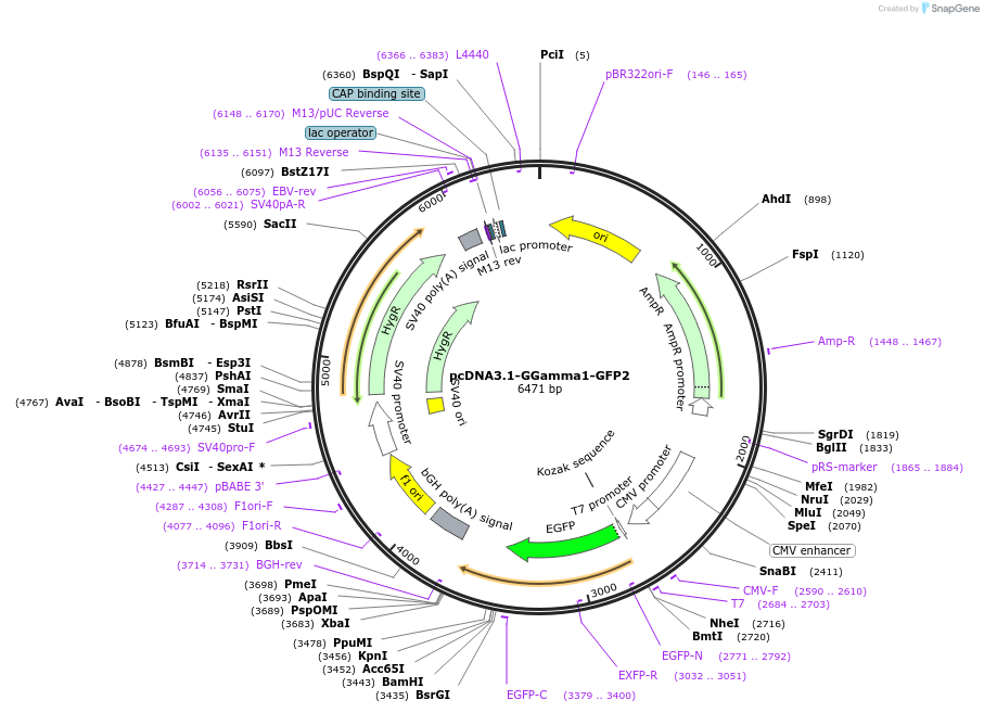 140989-plasmid-map-sequence-id-302012