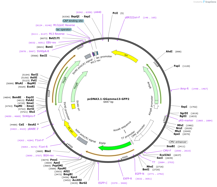 140992-plasmid-map-sequence-id-302018