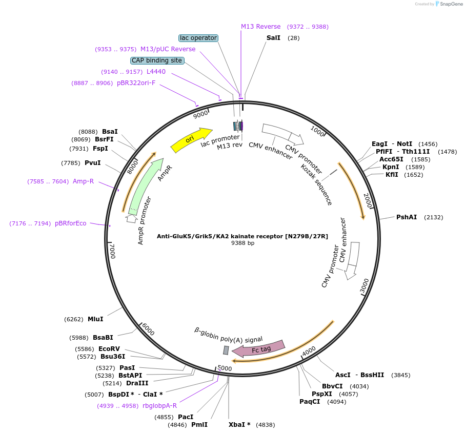149451-plasmid-map-sequence-id-302031