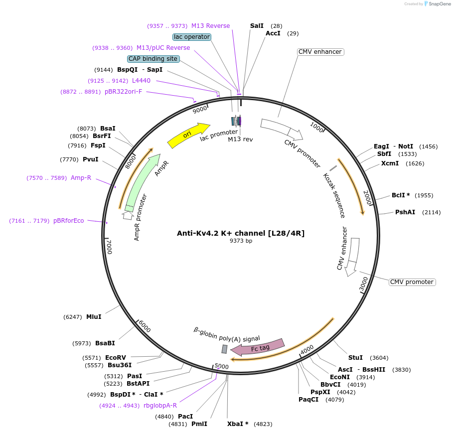 149453-plasmid-map-sequence-id-302036