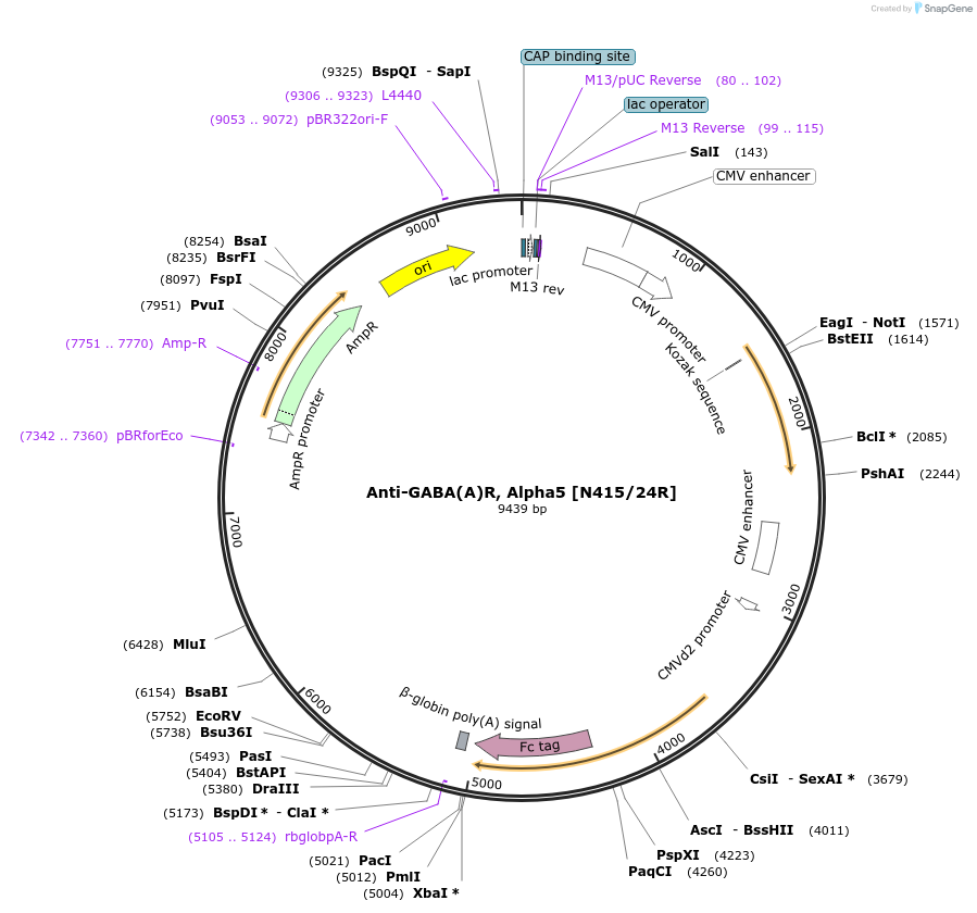 149456-plasmid-map-sequence-id-302042