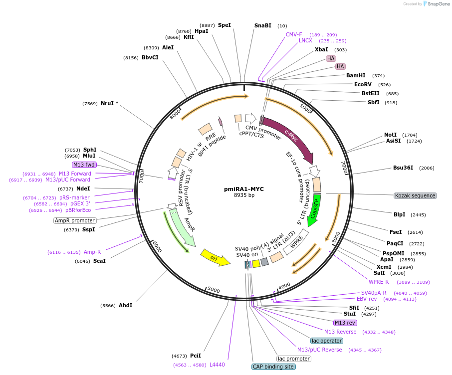 141121-plasmid-map-sequence-id-302046