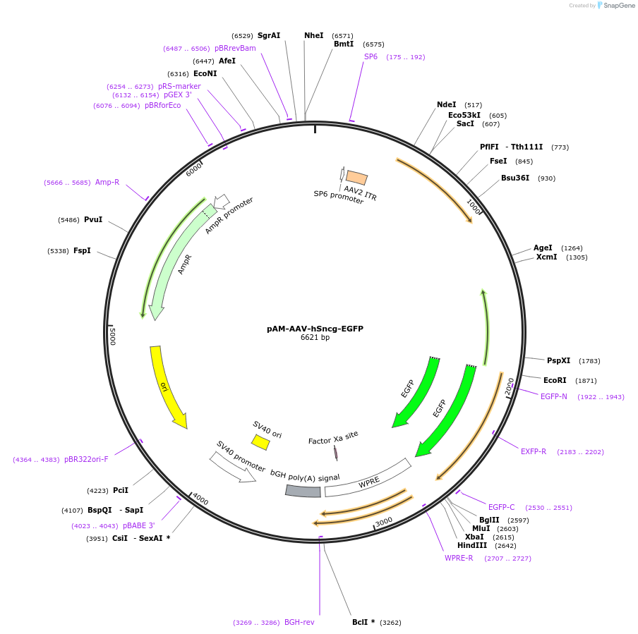153198-plasmid-map-sequence-id-302056