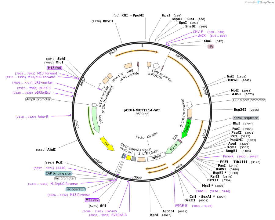 141112-plasmid-map-sequence-id-302061