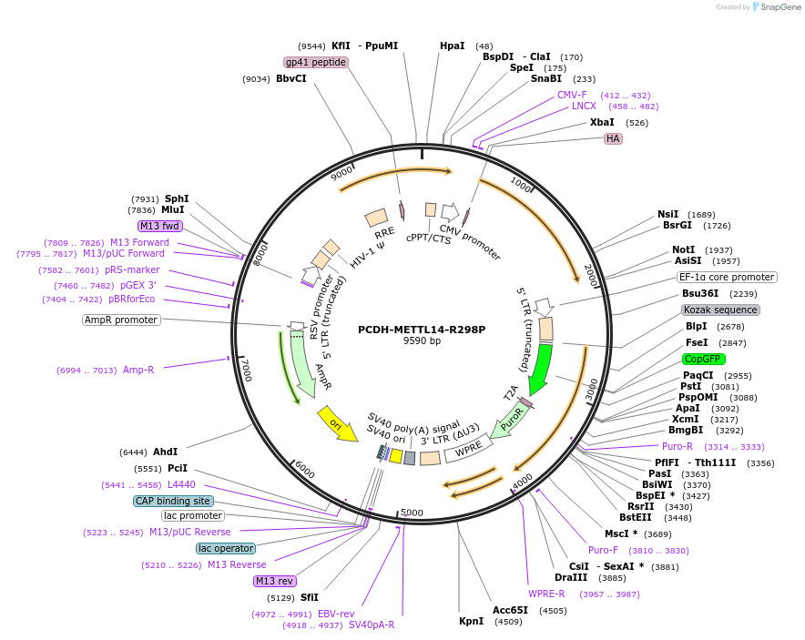 141113-plasmid-map-sequence-id-302062