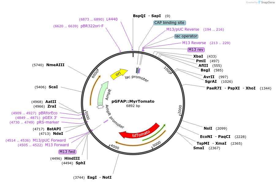 22671-plasmid-map-sequence-id-302069
