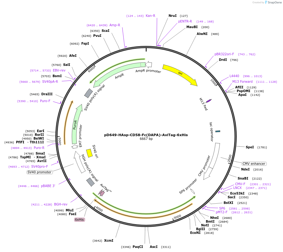 156595-plasmid-map-sequence-id-302299