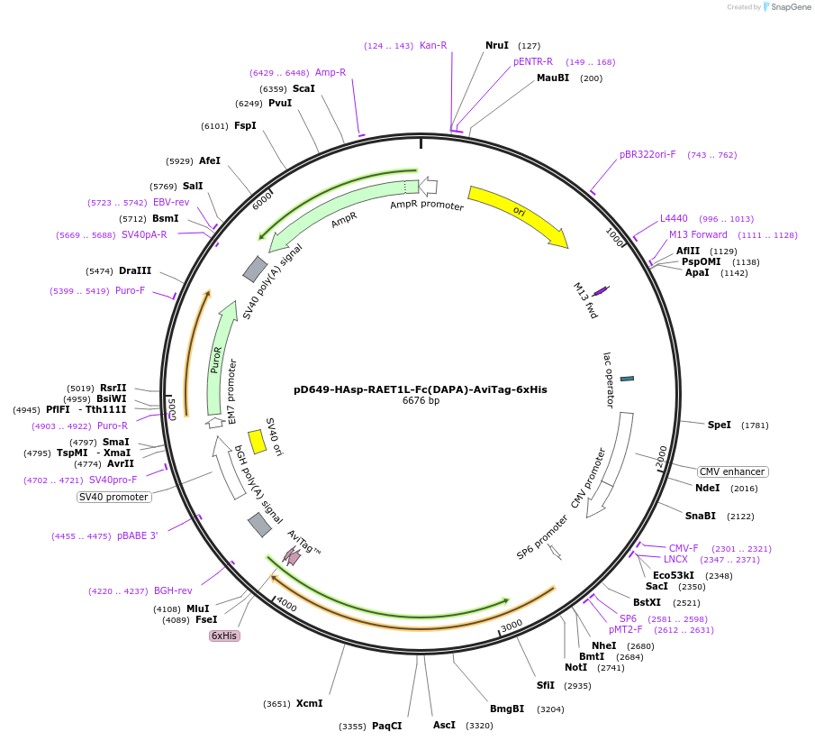 156599-plasmid-map-sequence-id-302307