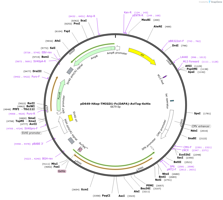 156602-plasmid-map-sequence-id-302313