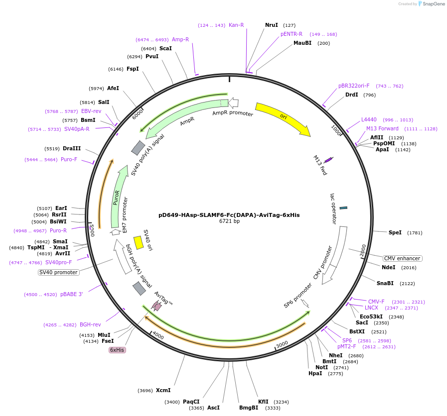 156618-plasmid-map-sequence-id-302345