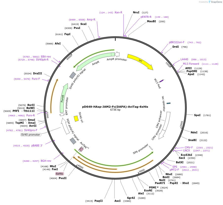156628-plasmid-map-sequence-id-302365
