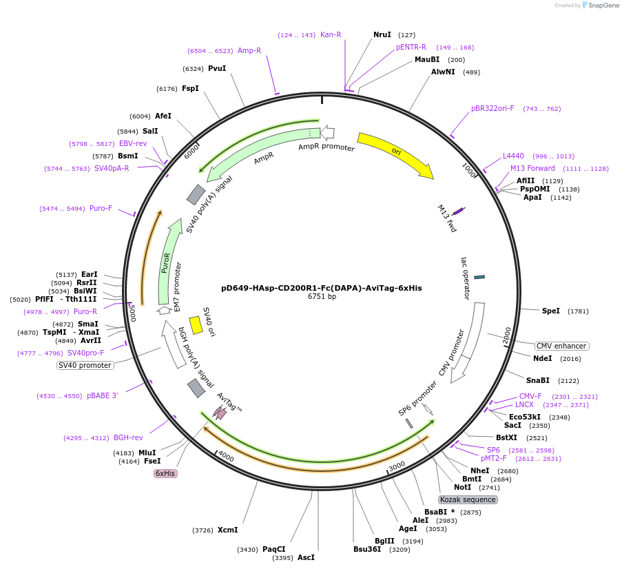 156637-plasmid-map-sequence-id-302383