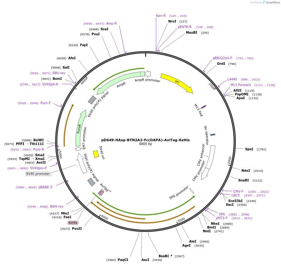 156683-plasmid-map-sequence-id-302475