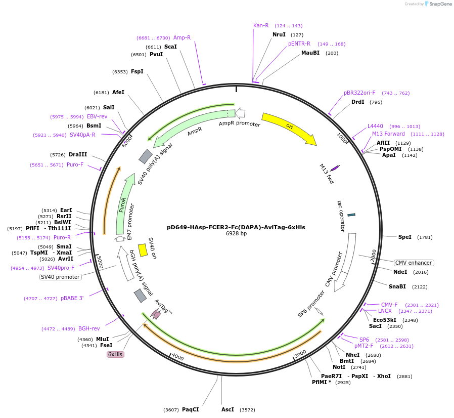 156716-plasmid-map-sequence-id-302541
