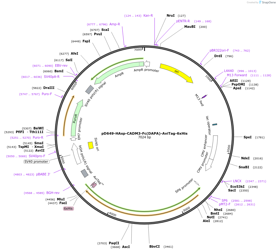 156745-plasmid-map-sequence-id-302599