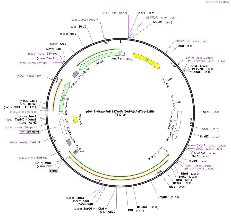 156802-plasmid-map-sequence-id-302713
