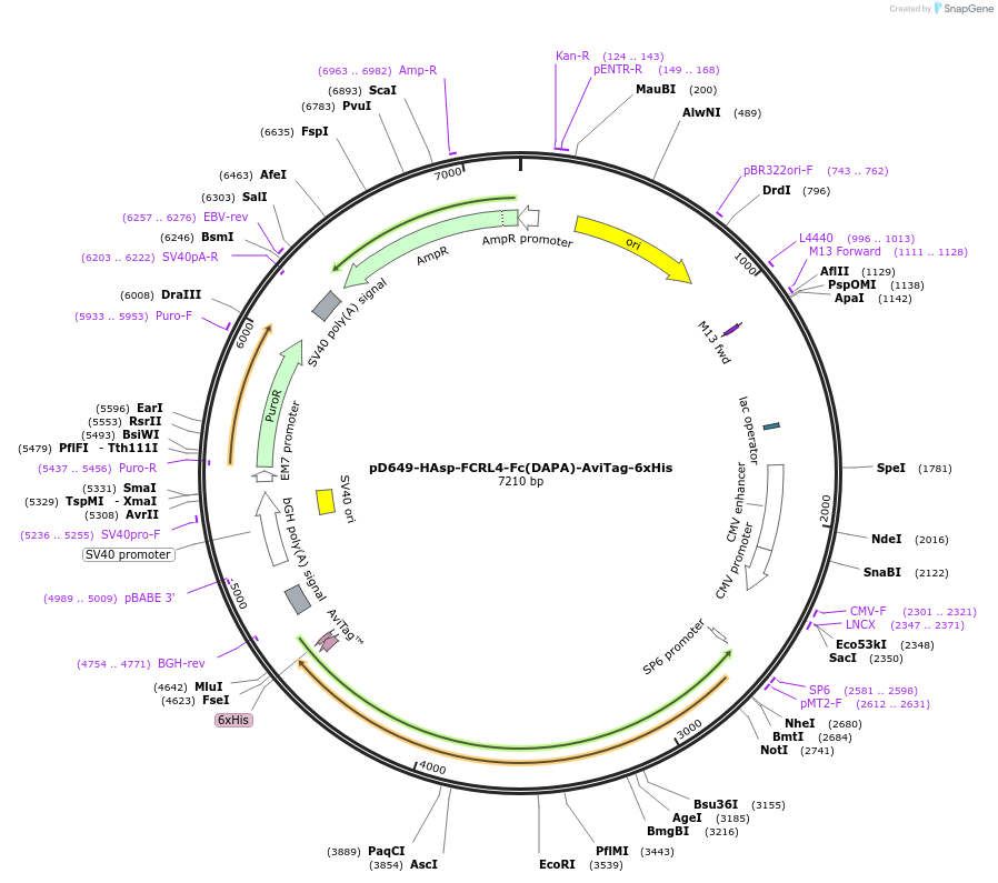 156806-plasmid-map-sequence-id-302721