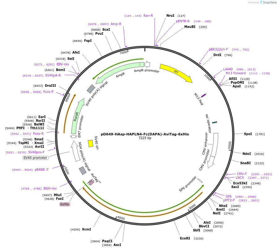 156809-plasmid-map-sequence-id-302727