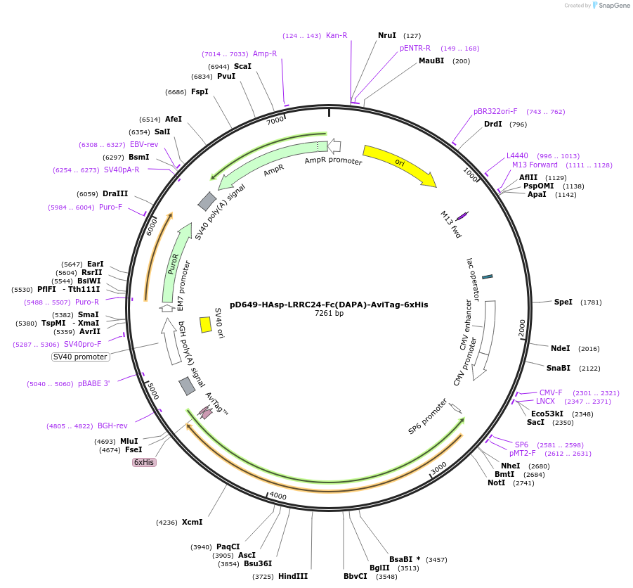 156818-plasmid-map-sequence-id-302745