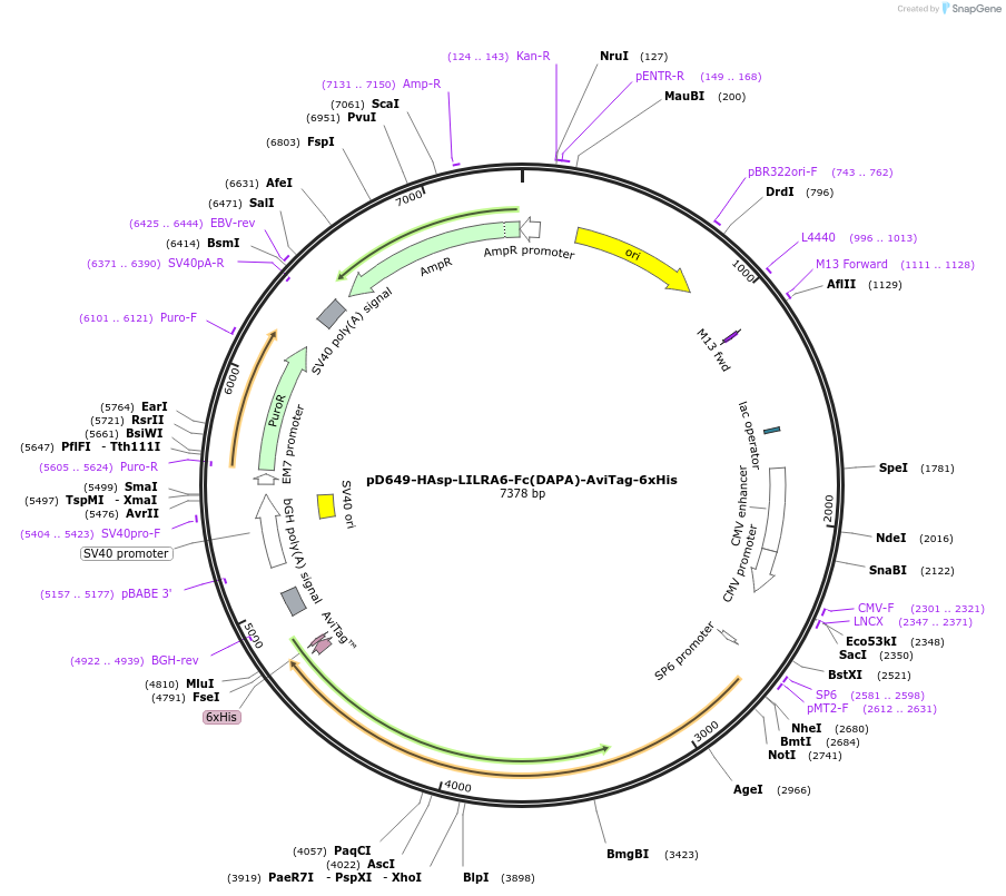 156852-plasmid-map-sequence-id-302813