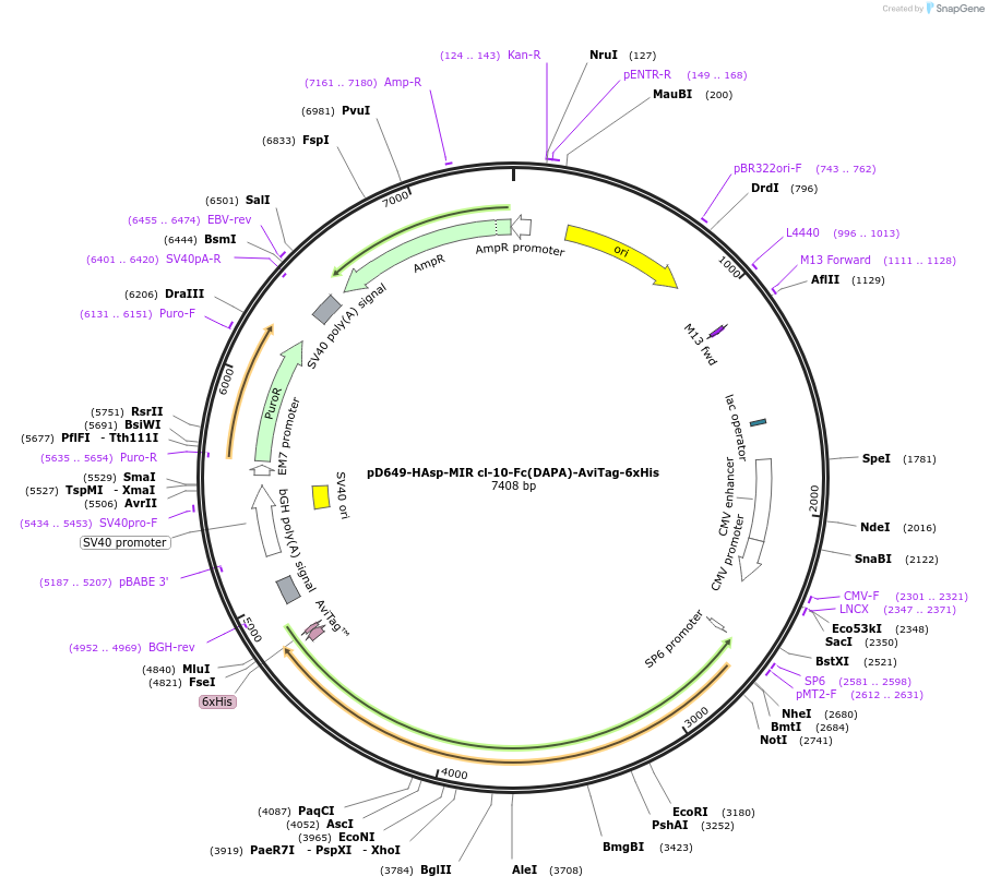 156858-plasmid-map-sequence-id-302825