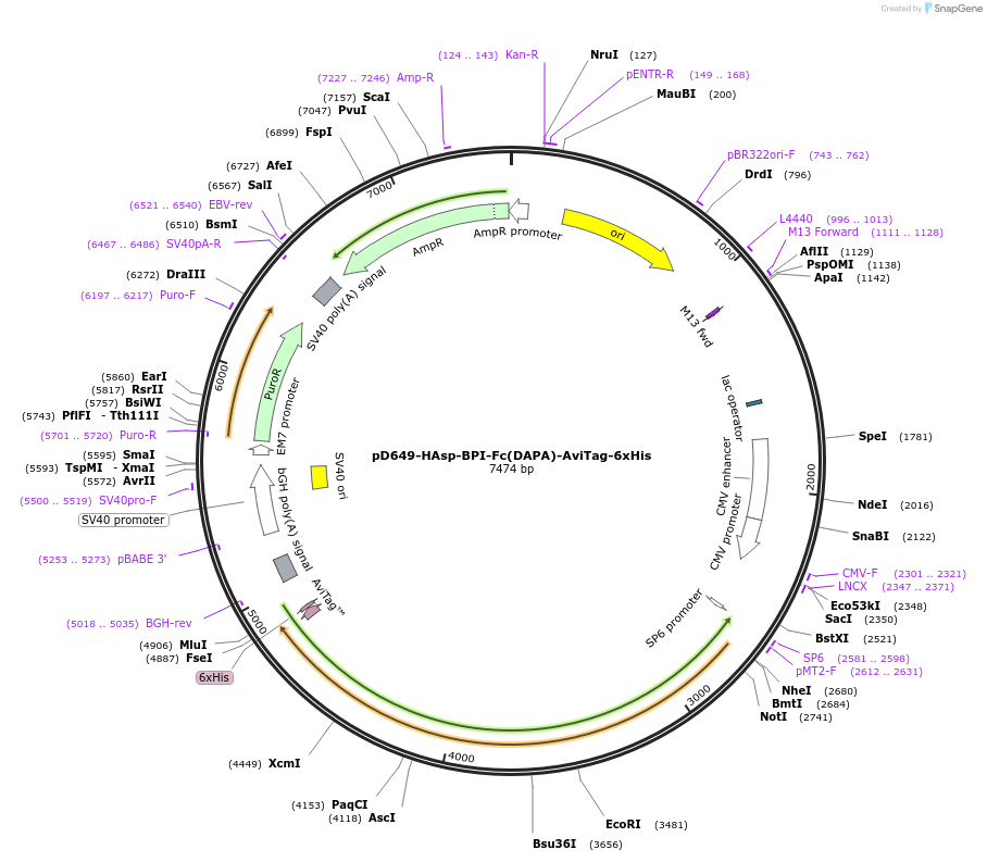 156869-plasmid-map-sequence-id-302847