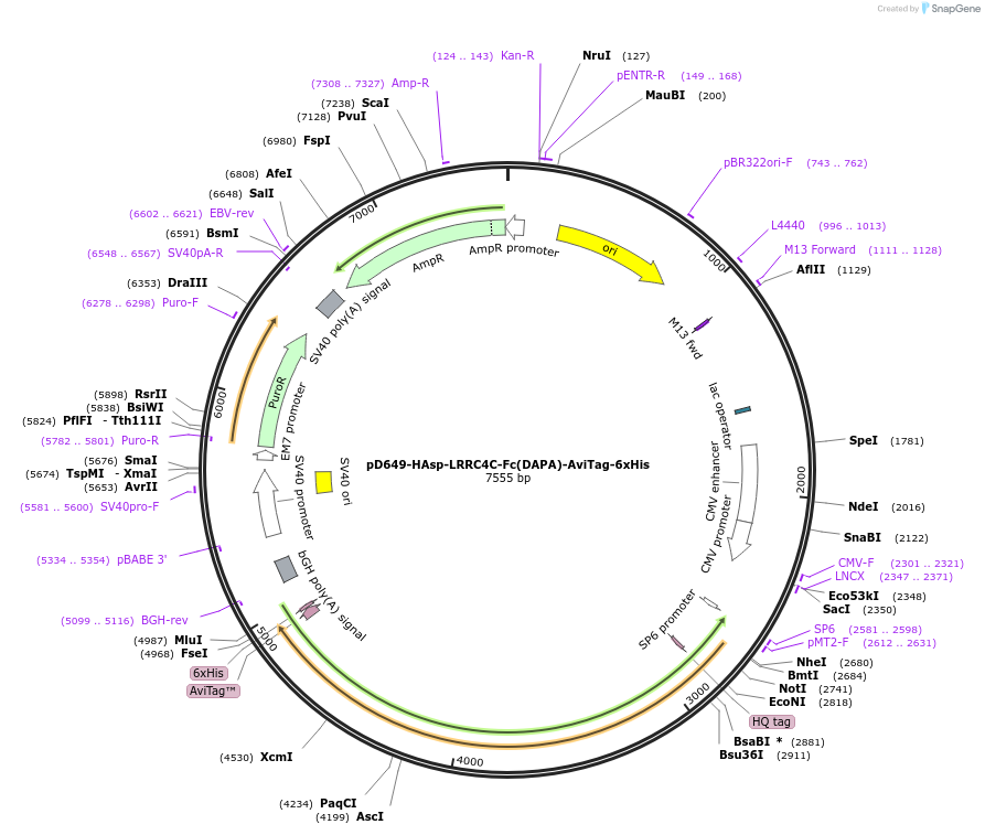 156877-plasmid-map-sequence-id-302863