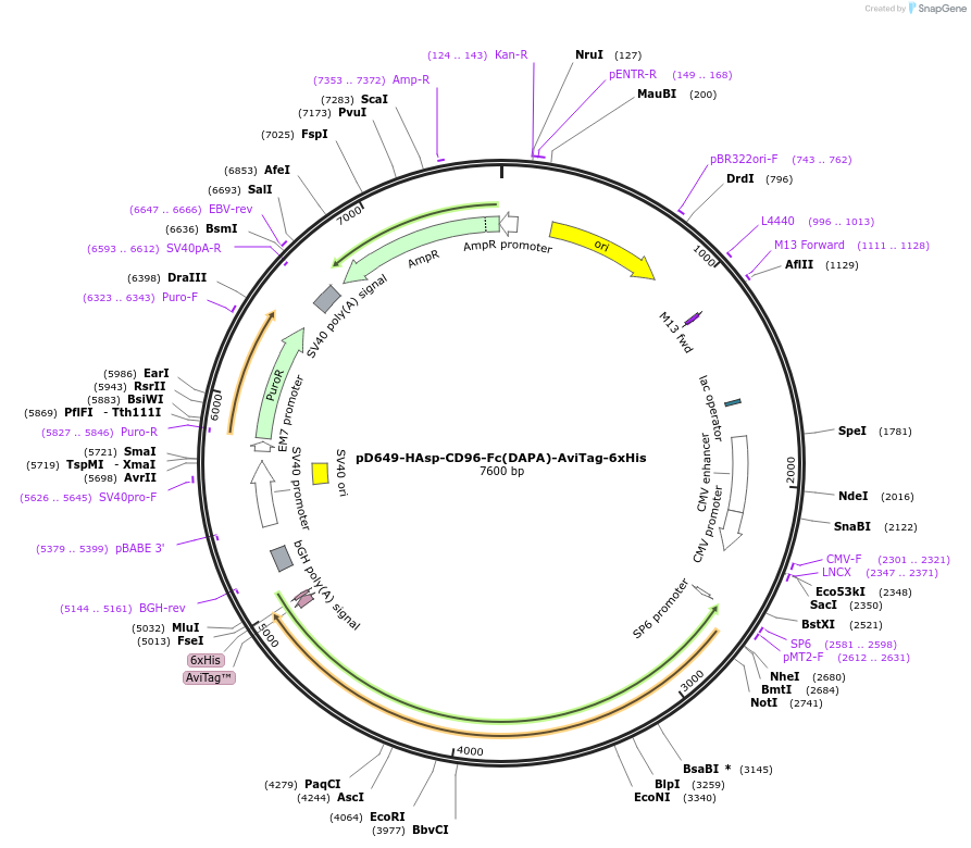 156884-plasmid-map-sequence-id-302877