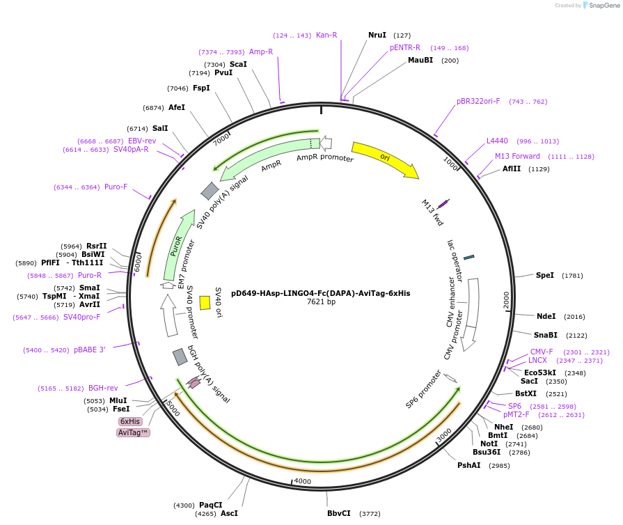 156891-plasmid-map-sequence-id-302891