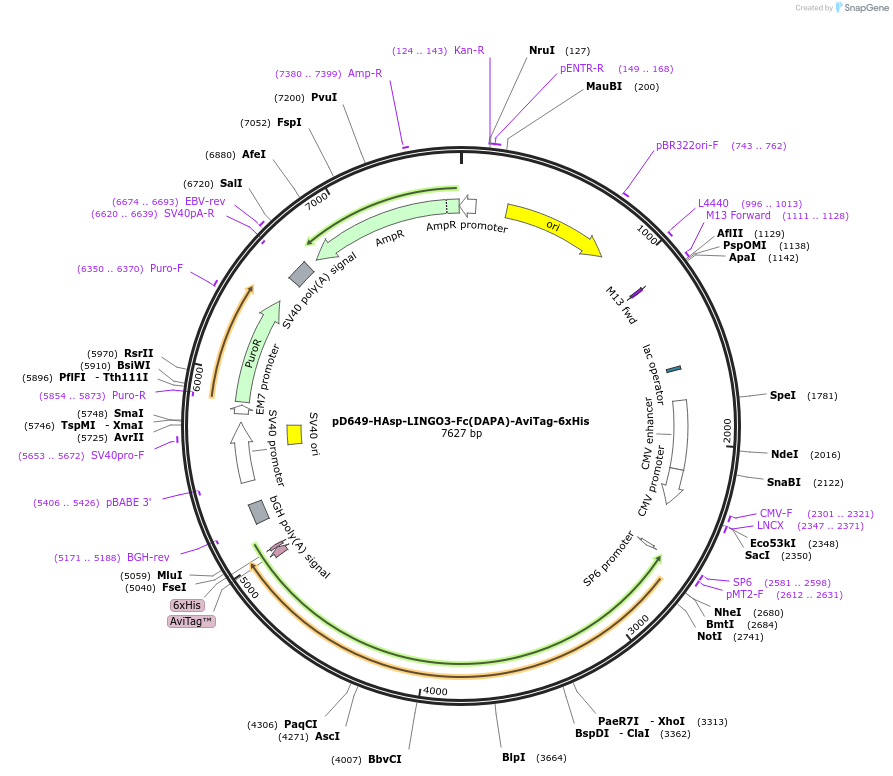 156894-plasmid-map-sequence-id-302897