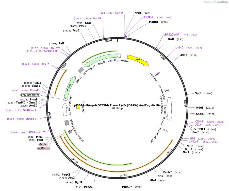 156941-plasmid-map-sequence-id-302991