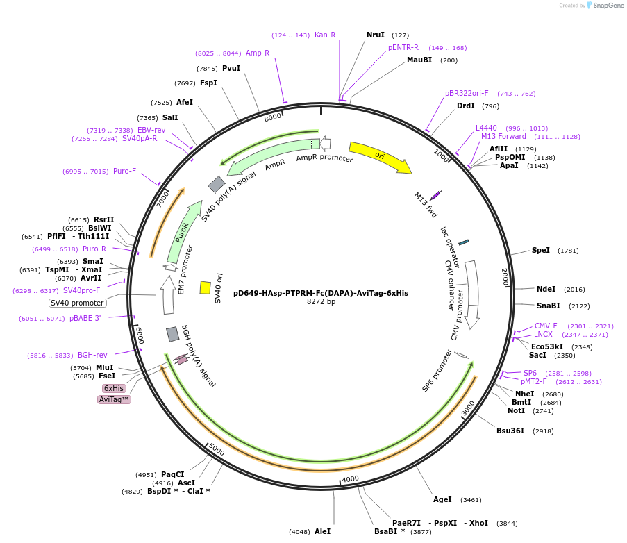 156955-plasmid-map-sequence-id-303019