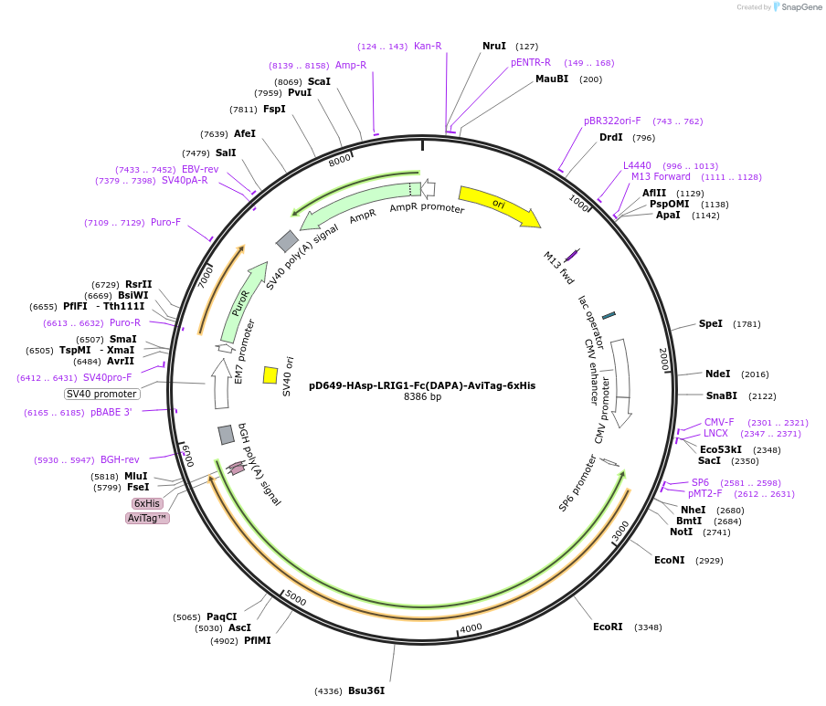 156974-plasmid-map-sequence-id-303057