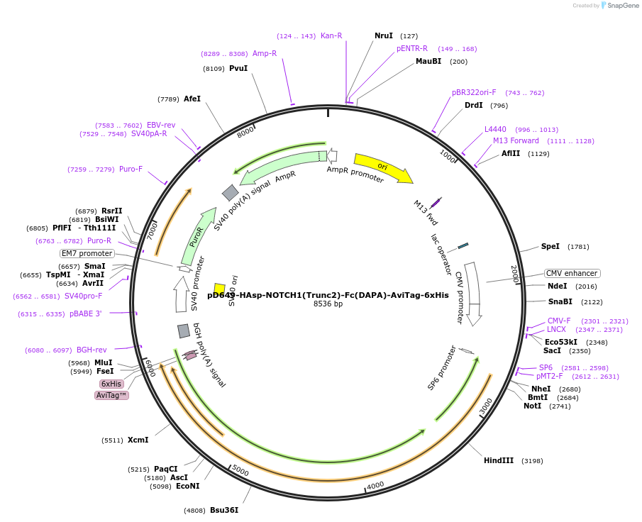 156983-plasmid-map-sequence-id-303075