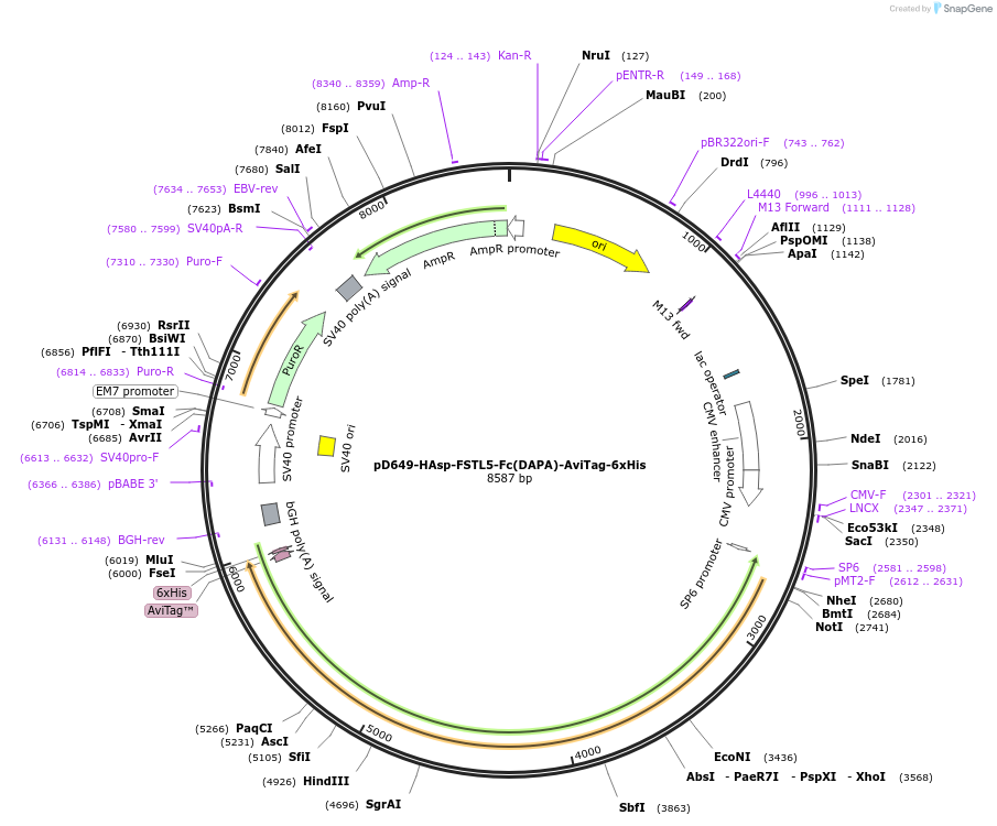 156987-plasmid-map-sequence-id-303083