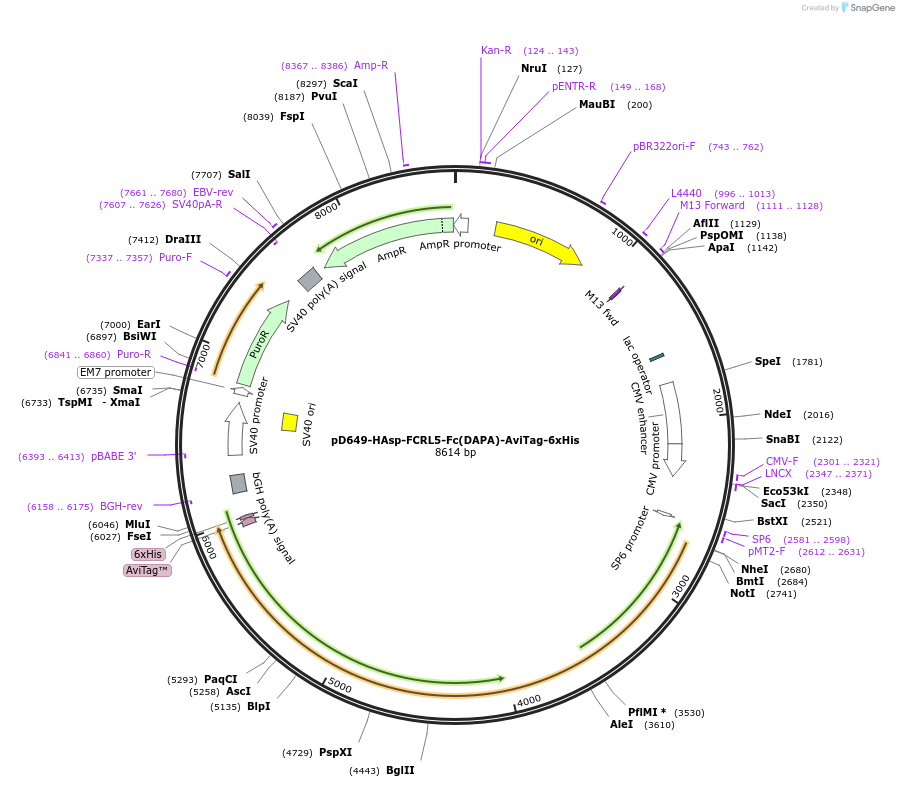 156990-plasmid-map-sequence-id-303089
