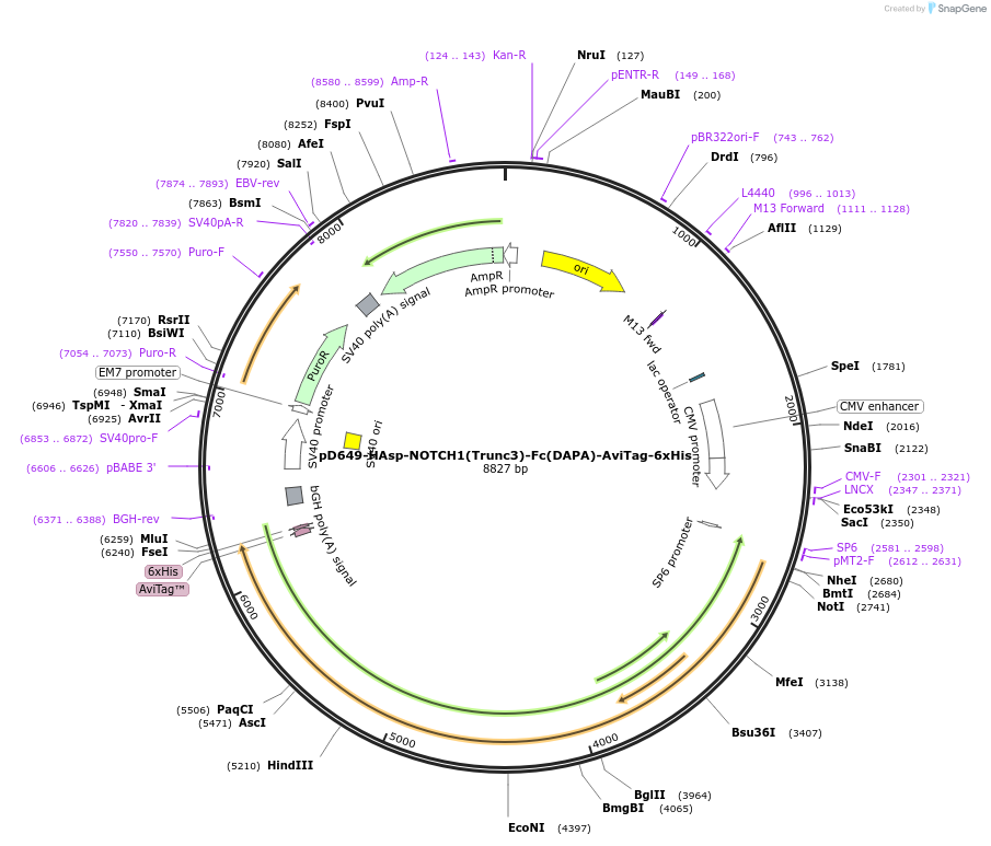 157002-plasmid-map-sequence-id-303113