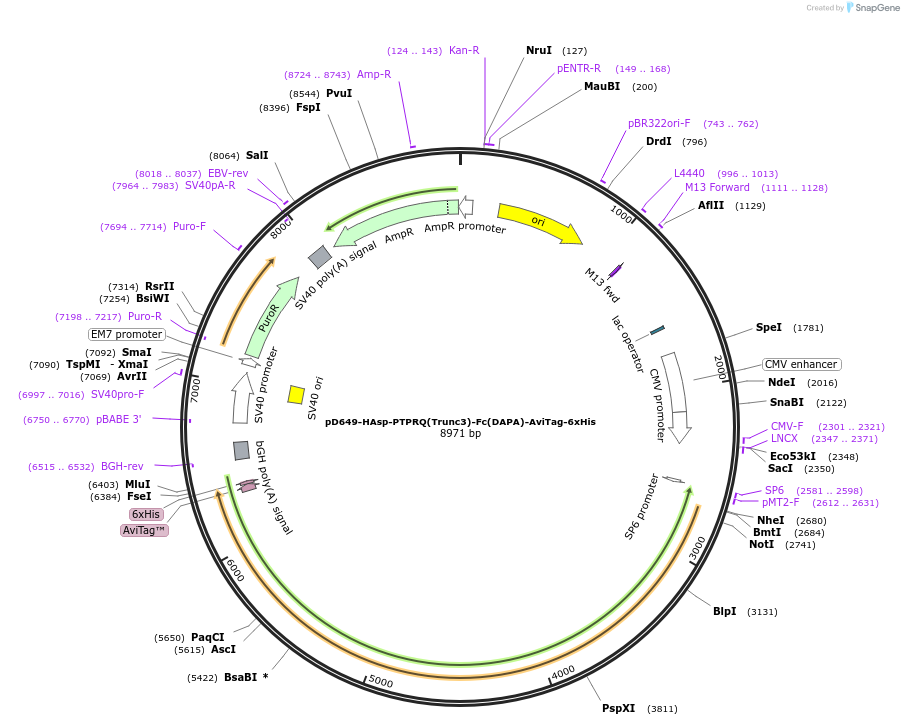 157010-plasmid-map-sequence-id-303129