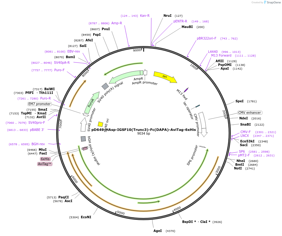 157013-plasmid-map-sequence-id-303135