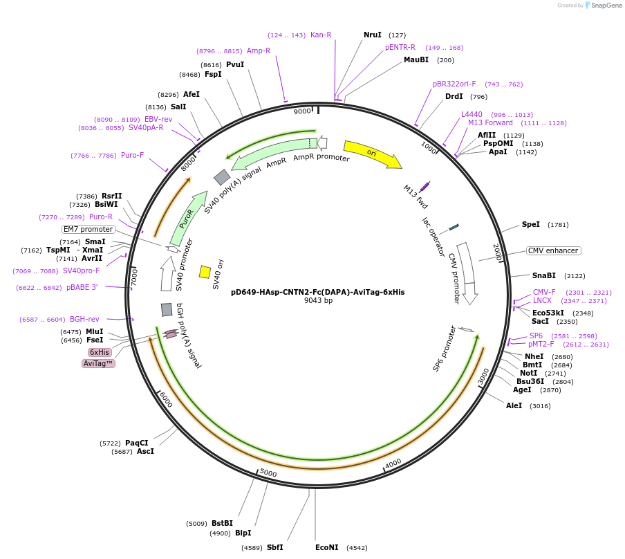 157016-plasmid-map-sequence-id-303141