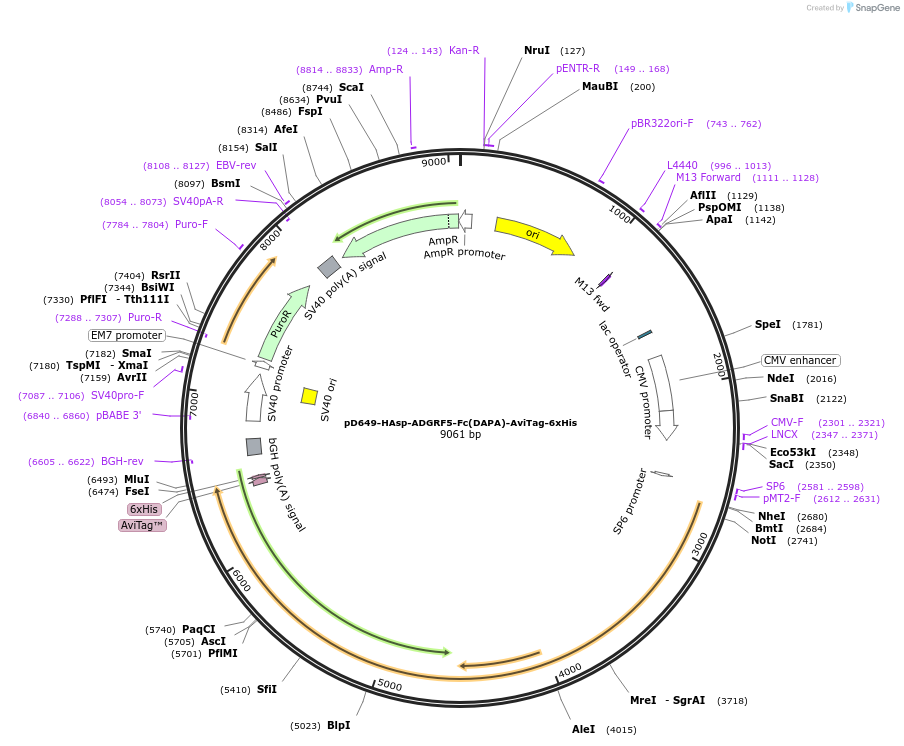 157019-plasmid-map-sequence-id-303147