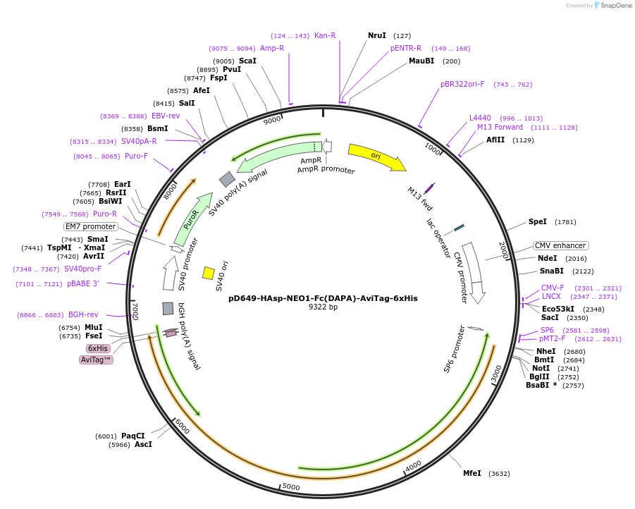 157030-plasmid-map-sequence-id-303169
